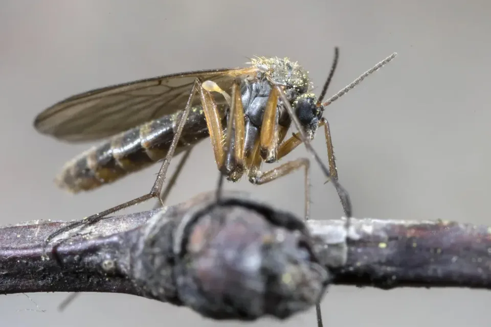 Mosquito — Pest Control Mosquito — Pest Control