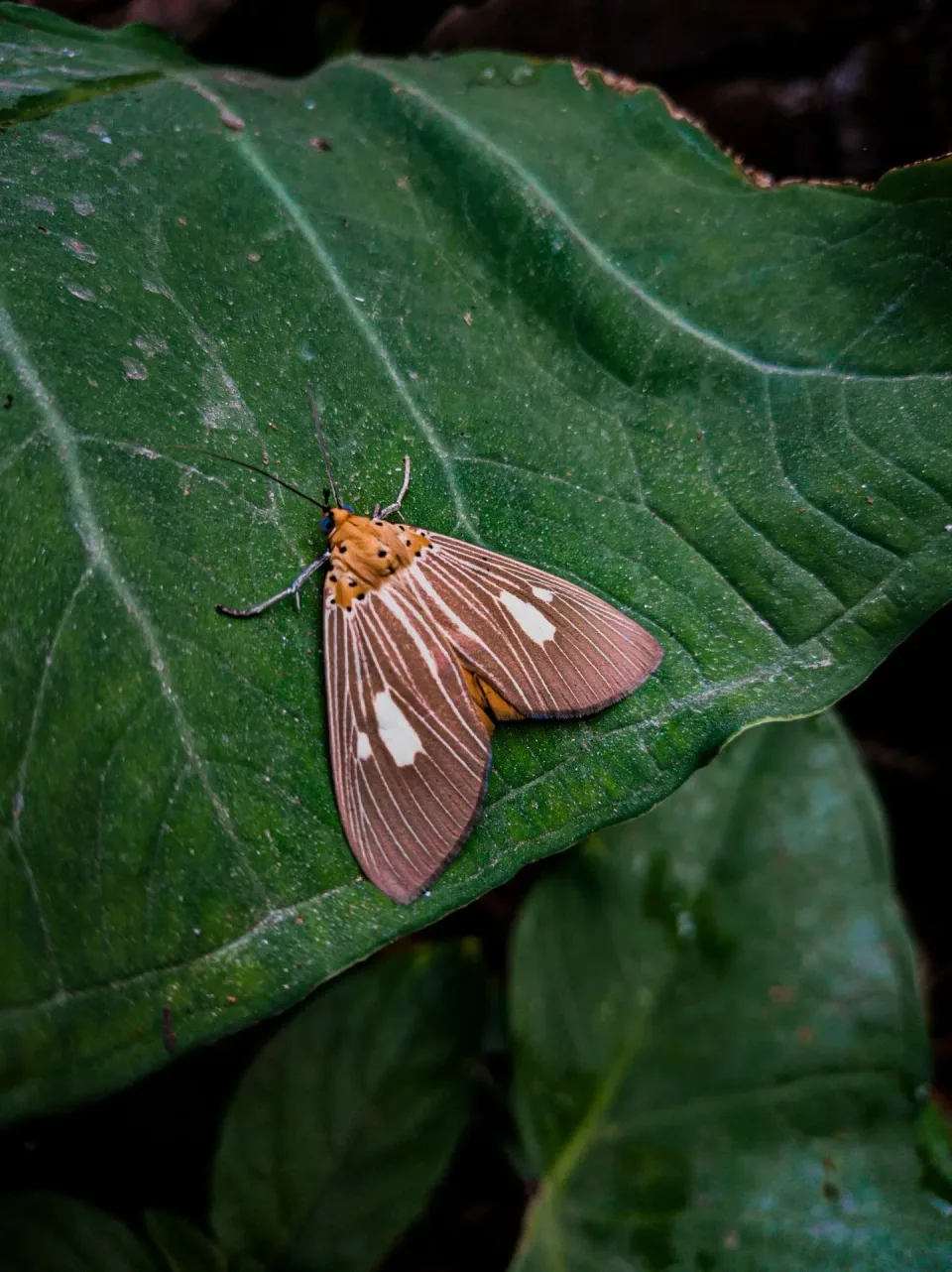 Moth — Pest Control Moth — Pest Control