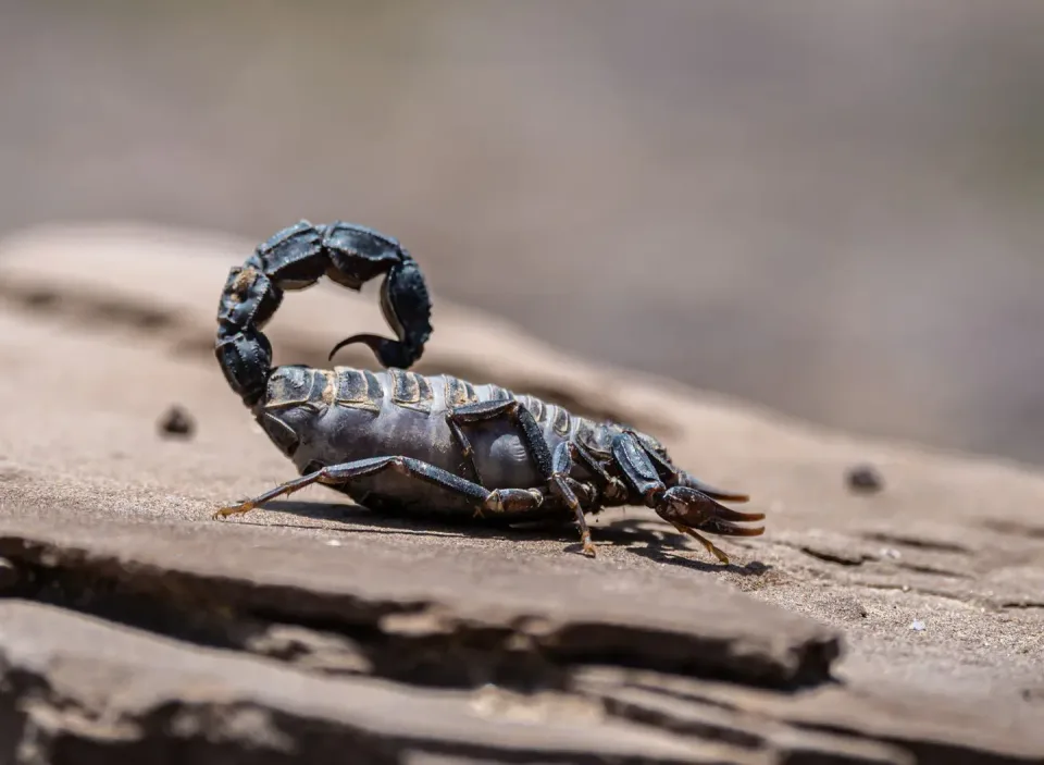 Scorpion — Pest Control Scorpion — Pest Control