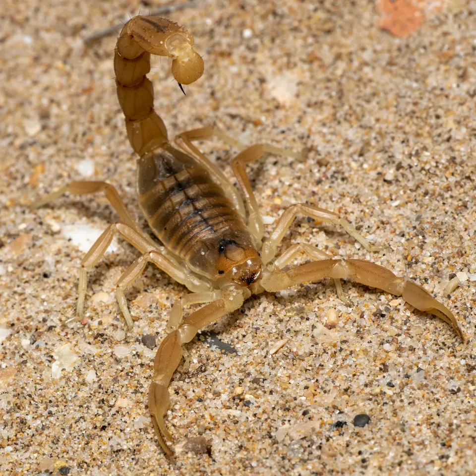 Scorpion — Pest Control