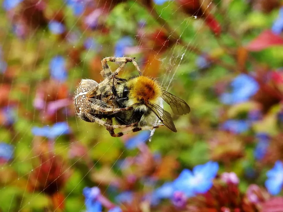 Spider — Outdoor Spider — Outdoor
