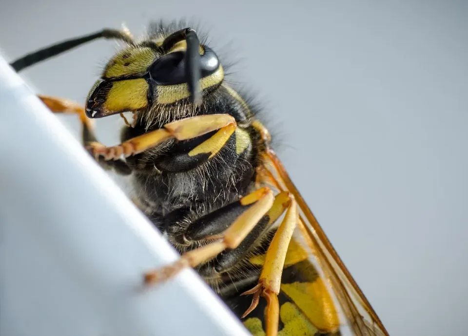 Wasp — Pest Control